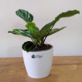 Calathea Green, with 5.5 inches white decor plant